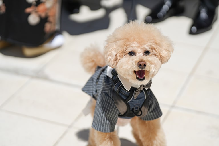愛犬とともに紡ぐ、祝福に包まれた一日 イメージ